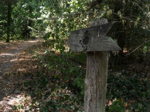 Auf Erkundungstour im Hardtwald