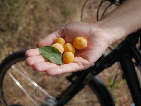 Radausflug zum Rhein