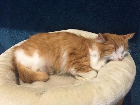 Cats Café in Karlsruhe