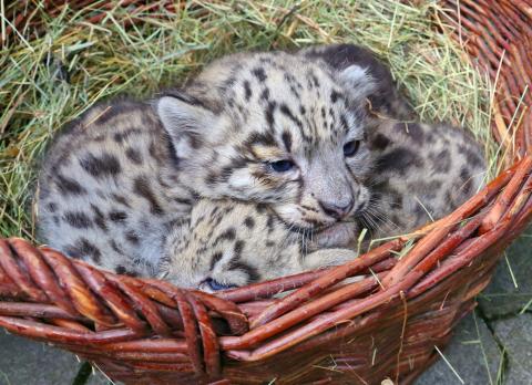 Donna, Deleg & Co. - Jungtiere im Karlsruher Zoo