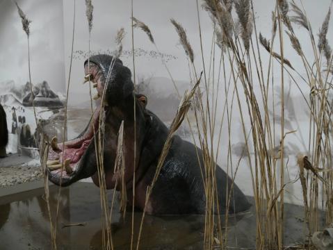 Flusspferde am Oberrhein