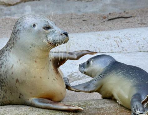 Seehundbaby Karlsruher Zoo