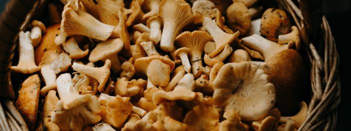Korb voller Pilze
