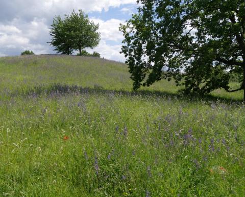 Ideen für die Pfingst-Feiertage