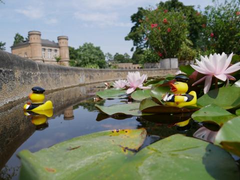 Ente gut, alles gut?